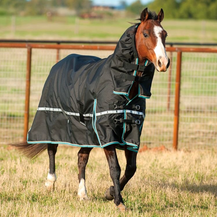 Horse Blankets