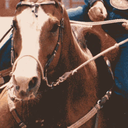 Bozo Sidepull on Horse