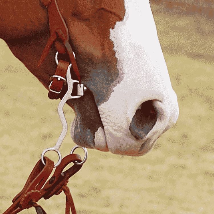 Ricky Green Setter Bit on Horse