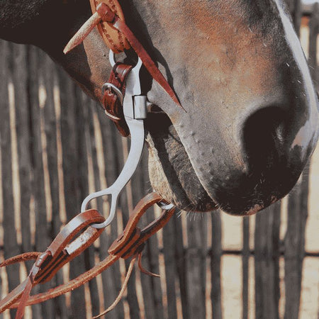 Dogbone Snaffle Bit on horse