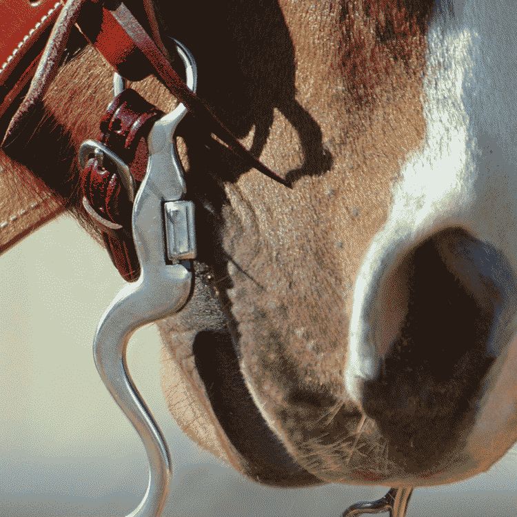 Calvary Cheek horse bit on horse