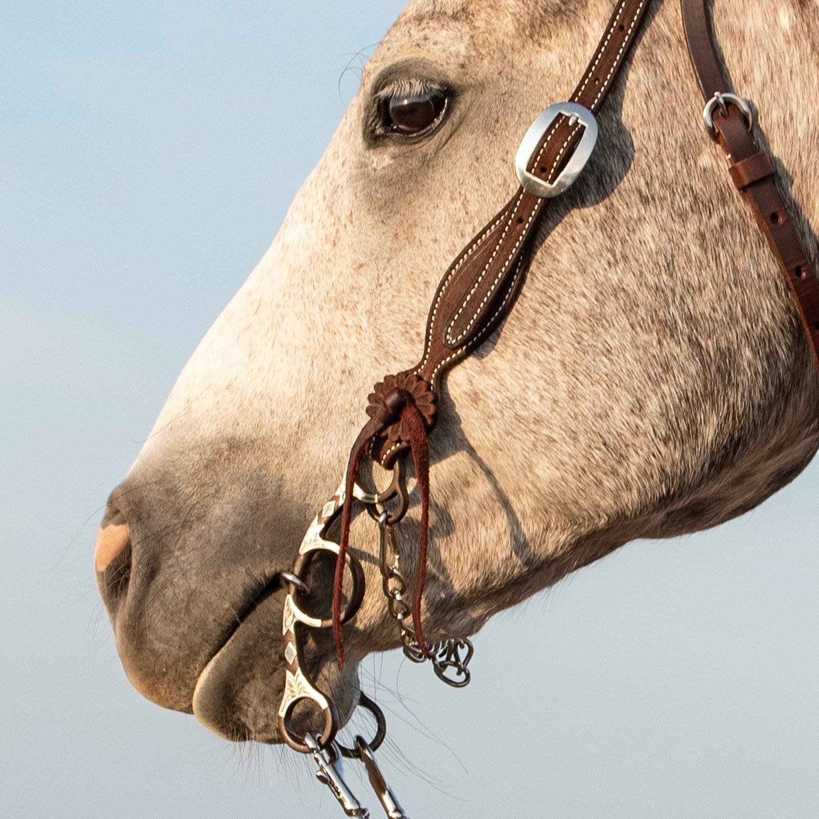 Sherry Cervi Short Shank barrel bit on horse