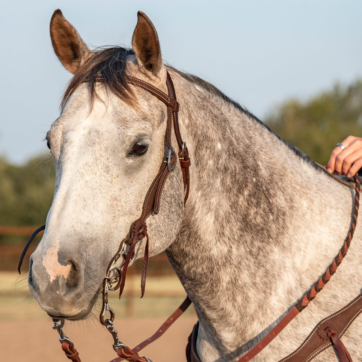 Sherry Cervi Dogbone short shank barrel bit