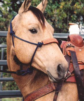 Nylon halter with lead and tooled noseband by Martin Saddlery