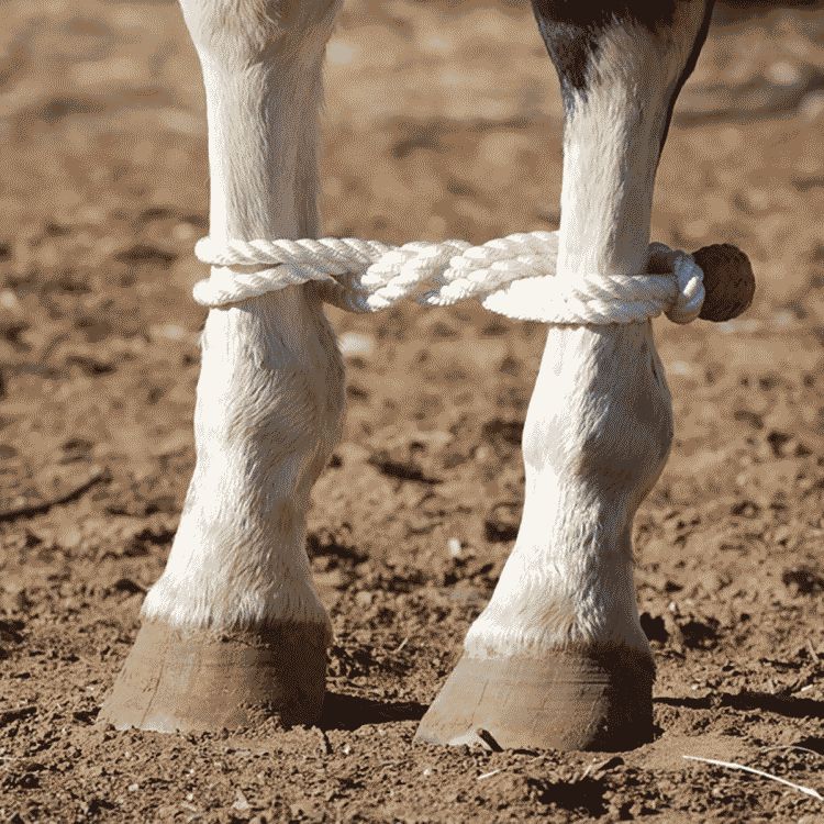Rope Hobbles on horse