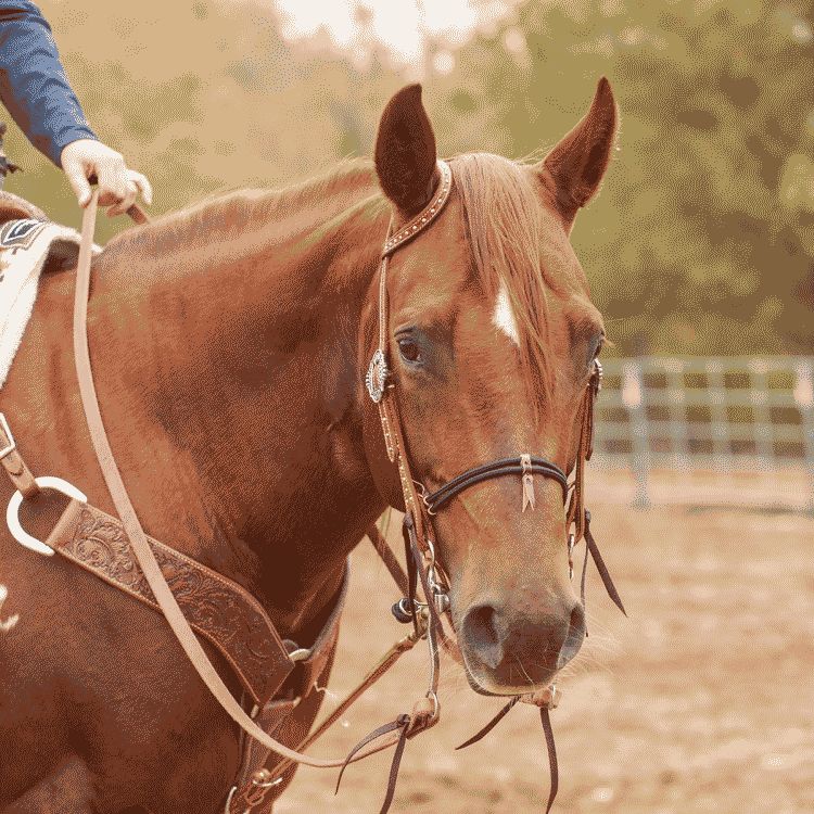 Leather Harness Roping Reins